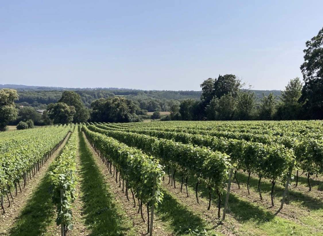 Summer Update from the Vineyard