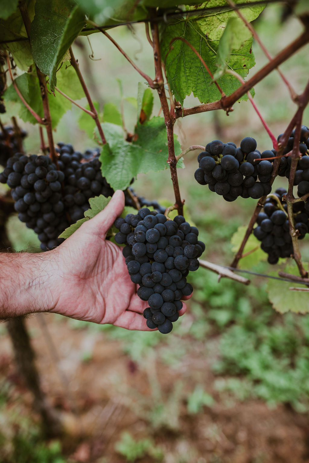 An Early Harvest for Mountfield’s English Sparkling Wine