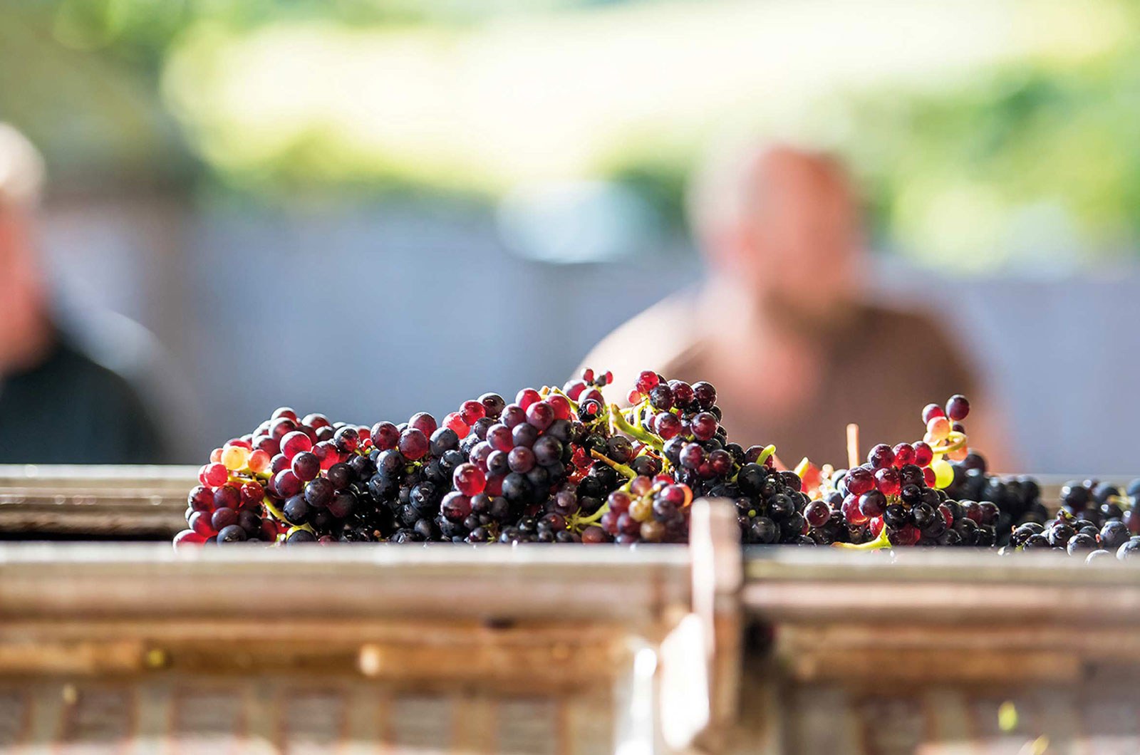 Grapes on the vine at Mountfield