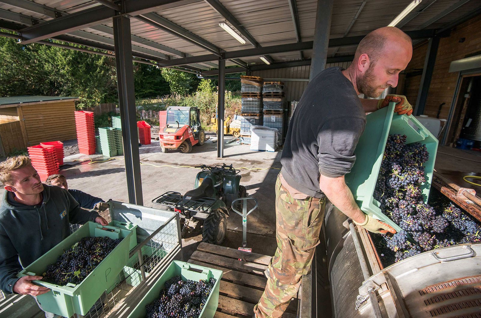 Grape pressing at Mountfield