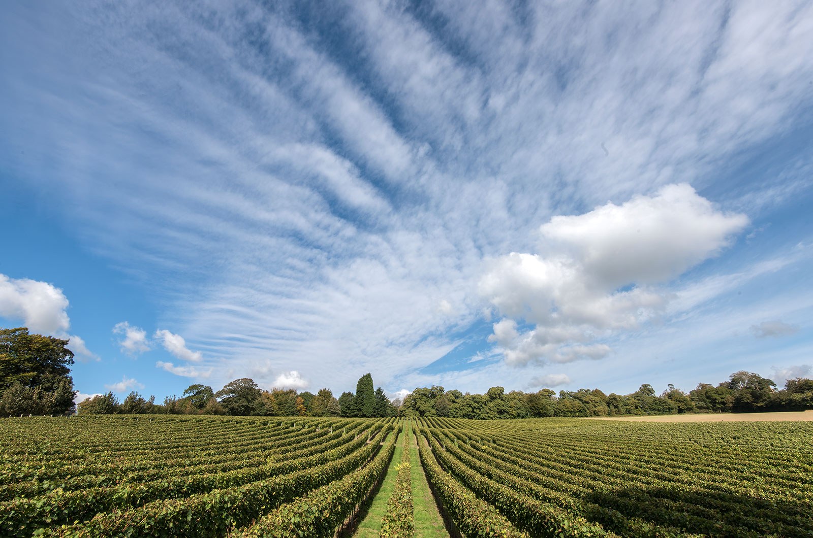 Spring Sunshine at the Vineyard: A New Season Begins