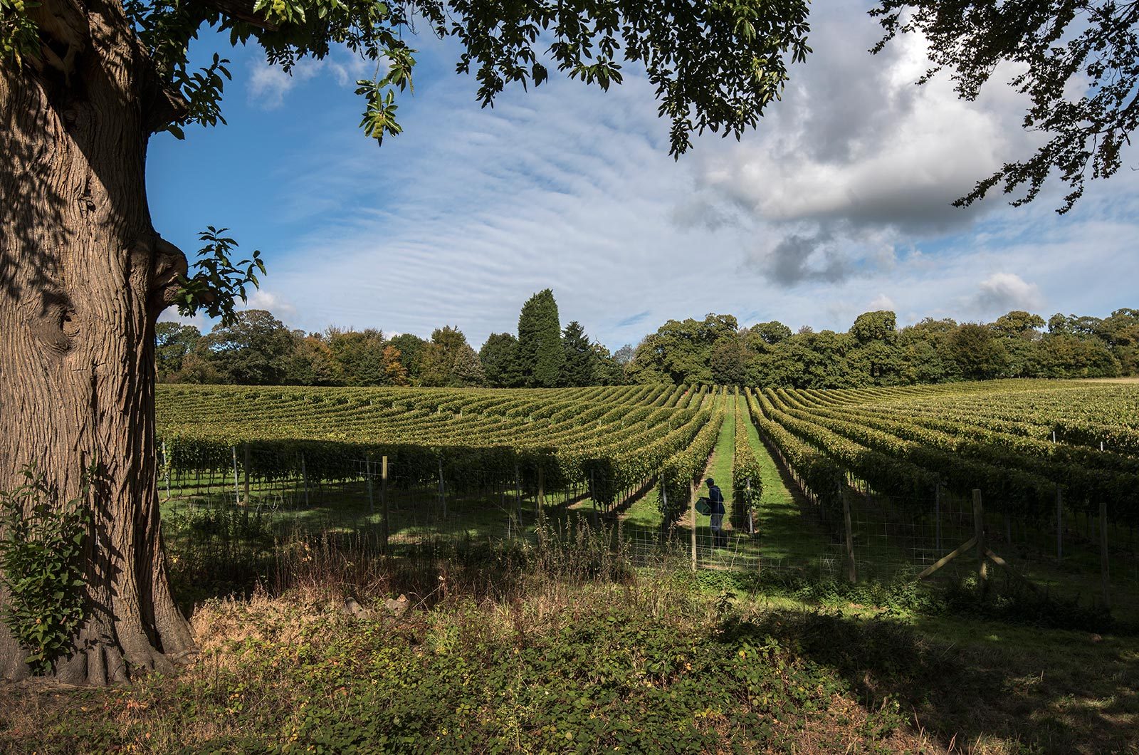 Mountfield Vineyard